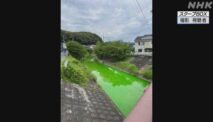 Japan’s Tatsuta Nara River Turns Green