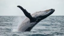 Meet Baleen Whales, Marine Mammals Whose Carcasses Washed Up On Surabaya Beach