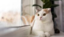 Scientists Are Developing A New Device To Monitor Pregnancy In Female Cats Without Surgery