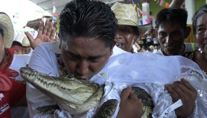Unique Tradition, Mexico Mayor Marries Female Alligator: We Love Each Other