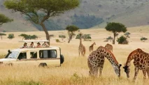 How to Choose the Best African Safari Tour Company for Your Dream Trip