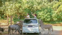 Jalan-jalan Seru ke Taman Safari Bogor, Petualangan dengan Satwa Liar