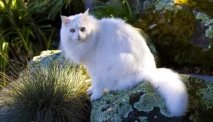 Kucing Anggora: Ketahui Ciri Fisik, Harga, dan Cara Merawatnya