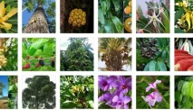 Persebaran Flora di Indonesia