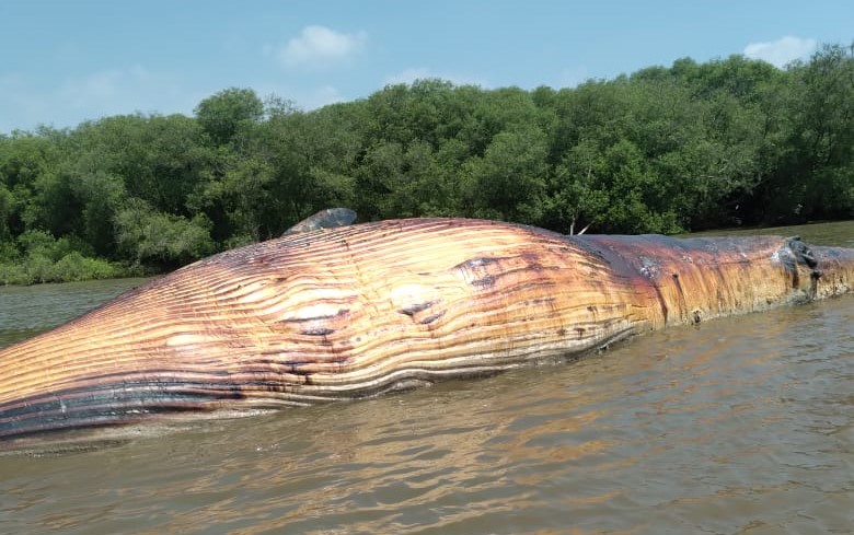 ikan paus balin mamalia laut yang bangkainya terdampar di pantai surabaya 6b2117c