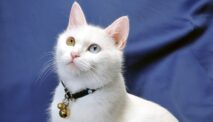Tak Perlu Operasi Lagi, Alat Kontrol Kehamilan Kucing Betina Kini Tengah DiKembangkan Ilmuwan