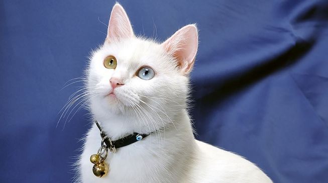tak perlu operasi lagi alat kontrol kehamilan kucing betina kini tengah dikembangkan ilmuwan 059332f