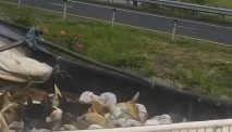 Viral Truk Di Solo Bawa Banyak Anjing Diduga Mau Dijagal