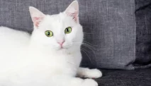 Kucing Anggora: Jenis, Karakteristik, dan Perawatan
