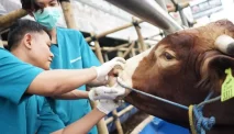 Paramedik Veteriner, Jurusan Kesehatan Hewan yang Menantang dan Menyenangkan