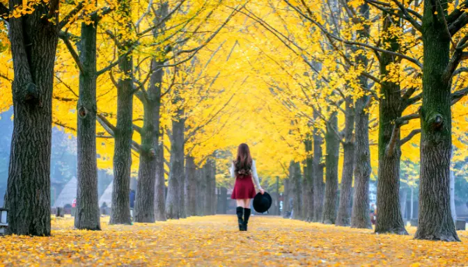 Pohon Ginkgo dengan Daun Kuning di Pulau Nami, Korea Selatan