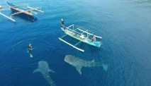Wisata Hiu Paus Gorontalo, Berenang Bareng Ikan Raksasa