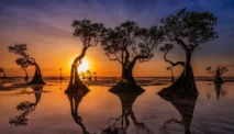 Keajaiban Pohon Menari di Pantai Walakiri, Destinasi Eksotis Sumba Timur