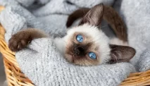 Kucing Paling Berisik di Dunia, Si Meong yang Tak Pernah Diam!