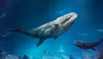 Doa Nabi Yunus dalam Perut Ikan, Keajaiban Doa di Tengah Keputusasaan