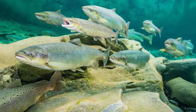 Ikan Anadromus, Ikan dengan Adaptasi Unik