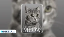 Meow by Sam Austen, Novel Unik dan Menghibur bagi Pecinta Kucing