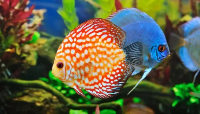 Metode Ikan Air Tawar Minum Air