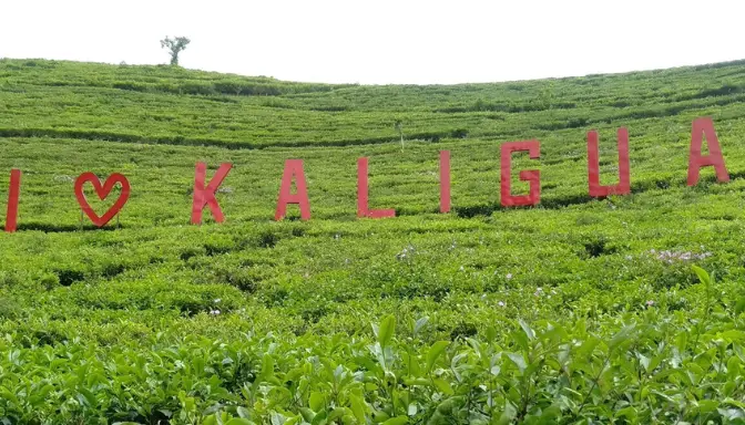 Agrowisata Kaligua, Sejuknya Hamparan Kebun Teh