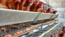 Cuan Tiap Hari! Peluang Usaha Ayam Petelur Skala Kecil hingga Jutaan Rupiah