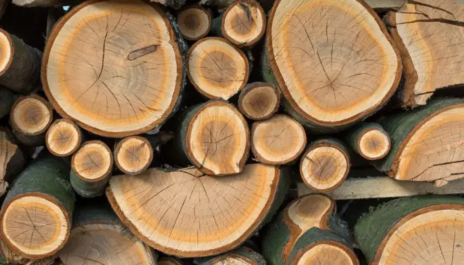 Daerah Penghasil Kayu Akasia Terbesar di Indonesia, Harta Karun Hijau yang Menggiurkan!