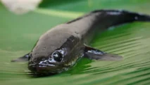 Jangan Sampai Keracunan! Ini Efek Samping Tersembunyi Ikan Gabus