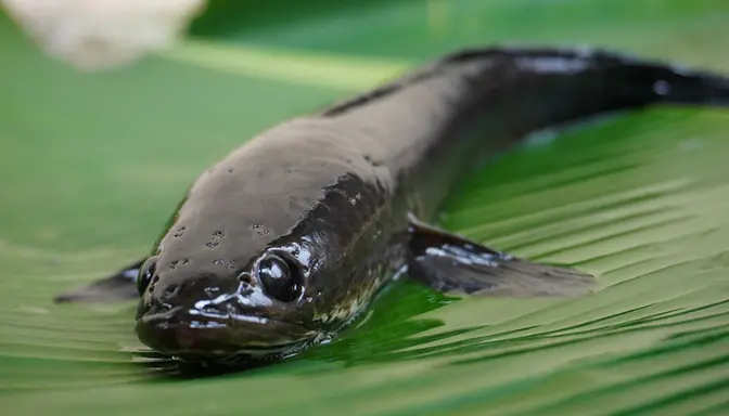 Jangan Sampai Keracunan! Ini Efek Samping Tersembunyi Ikan Gabus