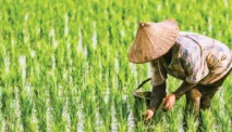 Rahasia Sukses Bertani dengan Panca Usaha Tani di Era Modern