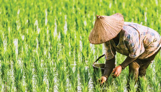 Rahasia Sukses Bertani dengan Panca Usaha Tani di Era Modern
