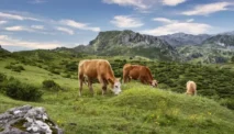 Wisata Propang Akmil, Hamparan Hijau Mirip New Zealand yang Bikin Kamu Lupa Stres di Magelang