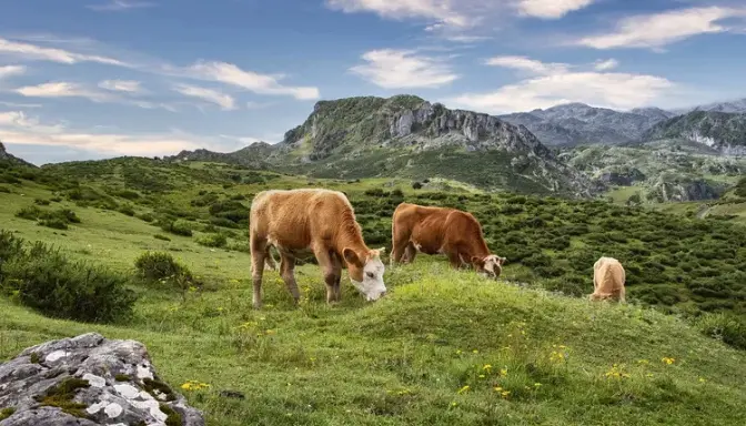 Wisata Propang Akmil, Hamparan Hijau Mirip New Zealand yang Bikin Kamu Lupa Stres di Magelang