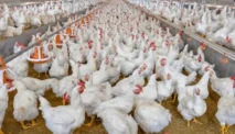 Cuan Tiada Henti! Bongkar Tuntas Peluang Usaha Ayam Broiler yang Menggiurkan