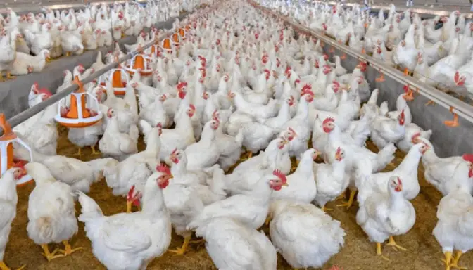 Cuan Tiada Henti! Bongkar Tuntas Peluang Usaha Ayam Broiler yang Menggiurkan