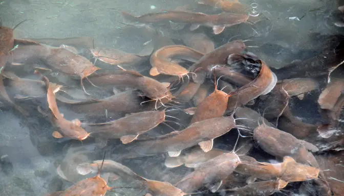 Peluang Usaha Budidaya Ikan Konsumsi Tahun 2025