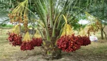 Peluang Usaha Budidaya Kurma Tropis di Indonesia