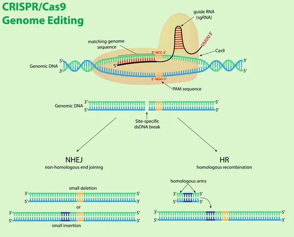 Penyuntingan Gen (Genome Editing)