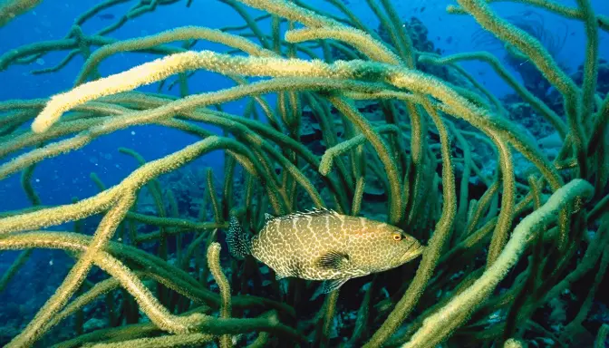 Manfaat Ekologis dan Estetika Tanaman Air dalam Tren Aquascape Terkini