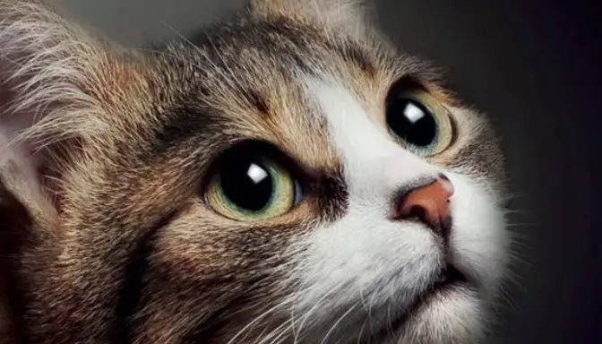 Mengenal Meow A Novel, Buku yang Hanya Berisi Kata Meow dari Awal Hingga Akhir