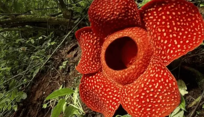 10 Tanaman Endemik Indonesia yang Unik dan Terancam Punah