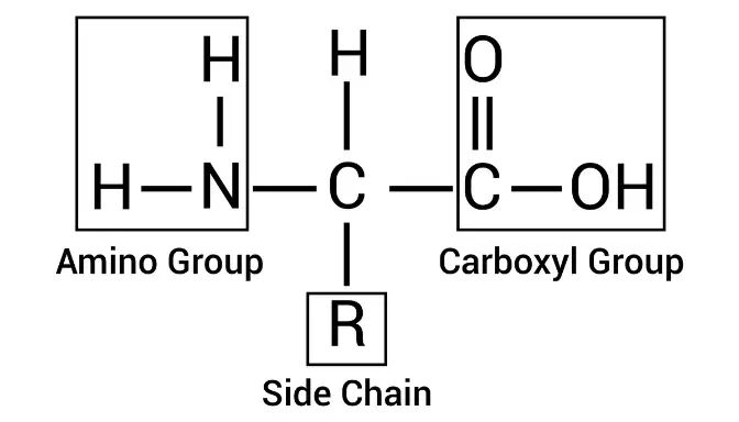 Apa Itu Asam Amino dan Mengapa Tanaman Menyukainya