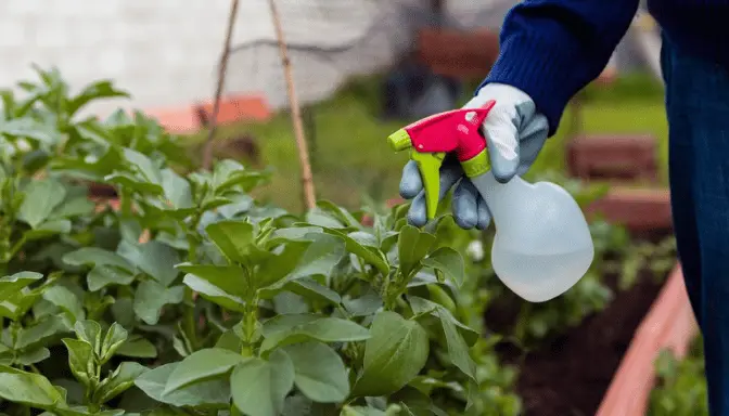 Manfaat Asam Amino untuk Pertumbuhan Tanaman Cepat