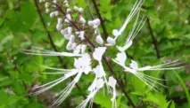 Waspada Efek Samping Daun Kumis Kucing Sebelum Minum Rebusannya