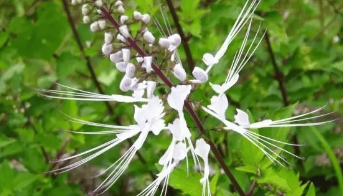 Waspada Efek Samping Daun Kumis Kucing Sebelum Minum Rebusannya